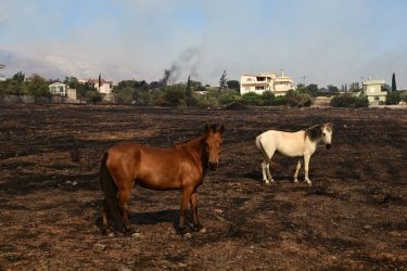 Φωτιά στον Κουβαρά: Εισαγγελική εντολή για το καταφύγιο ζώων που κάηκε στο Λαγονήσι