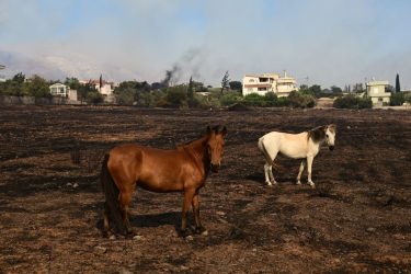 Φωτιά στον Κουβαρά: Οι φλόγες έφτασαν στον Ιππικό Ομιλο Αναβύσσου 