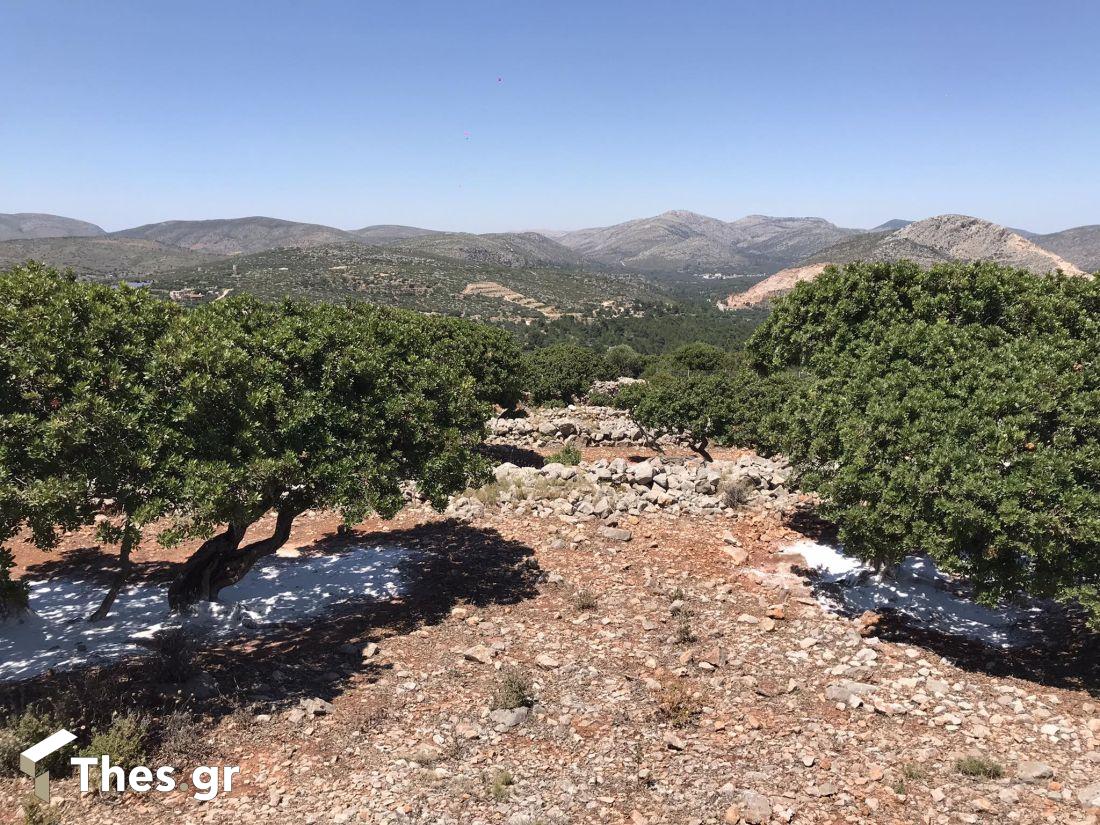 Μουσείο Μαστίχας Χίου μαστίχα Χίος