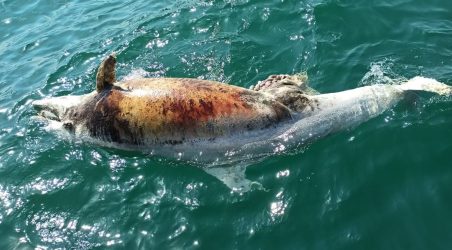 Θεσσαλονίκη: Ξεβράστηκε νεκρό δελφίνι στον Θερμαϊκό (ΦΩΤΟ)