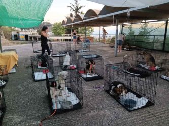 Μεταφέρθηκαν στο Γαλάτσι 148 πυρόπληκτα ζώα από Κερατέα, Καλύβια και Λαγονήσι – Ποιες οι ανάγκες
