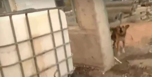Φωτιά στη Μάνδρα: Αφησαν σκυλί δεμένο σε επιχείρηση – Ρεπόρτερ δεν πίστευε στα μάτια του