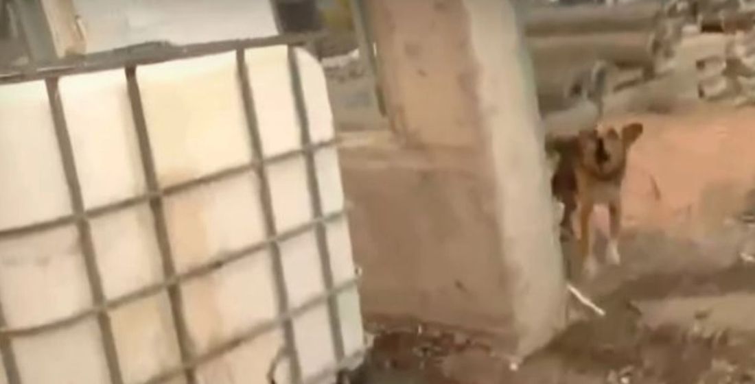 σκύλος Νέα Ζωή Αττική φωτιές Μάνδρα