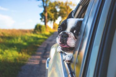 Τι πρέπει να ξέρετε αν σκοπεύετε να ταξιδέψετε με τον σκύλο σας το καλοκαίρι