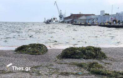 Θεσσαλονίκη: Ξεβράστηκαν φύκια στην Παραλία (ΒΙΝΤΕΟ & ΦΩΤΟ)