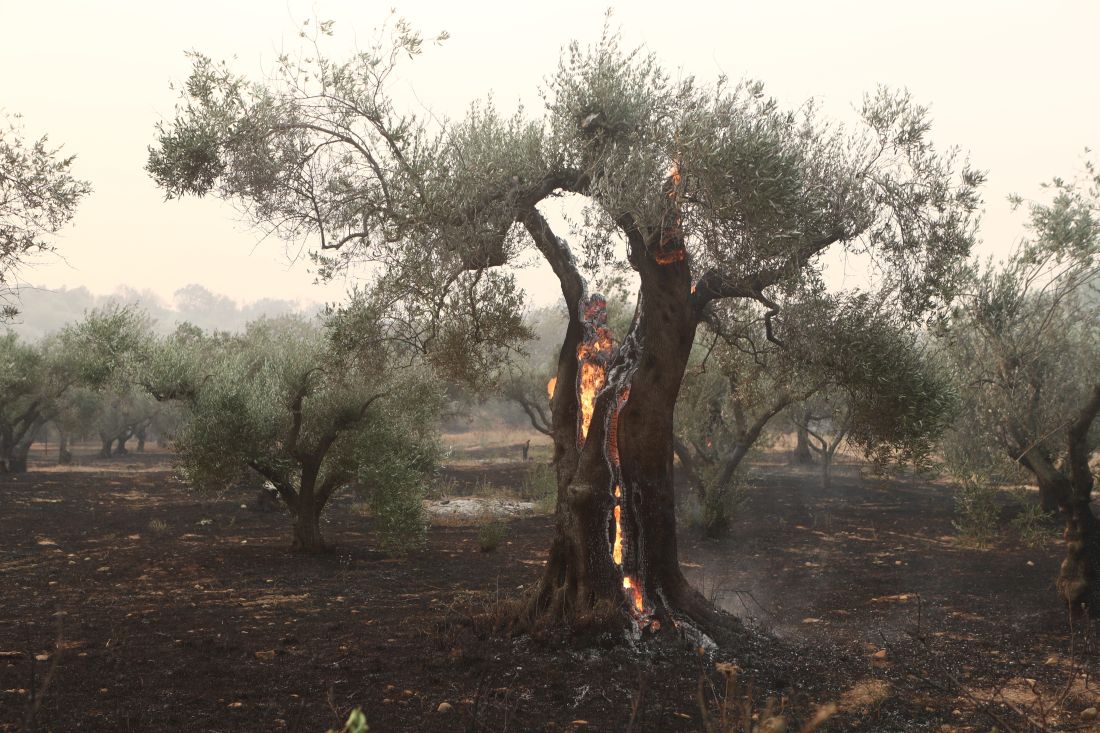 φωτιά Εβρος Αλεξανδρούπολη