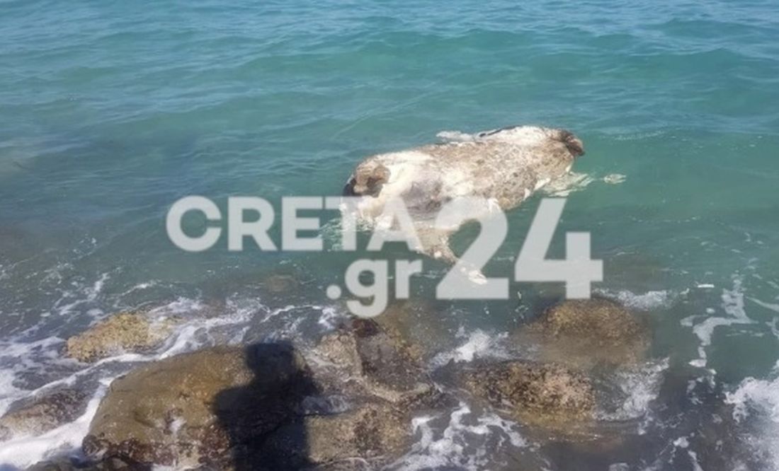 νεκρή αγελάδα σε θάλασσα στο Ηράκλειο