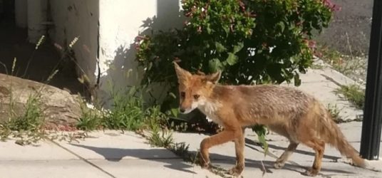 Χαλκιδική: Αλεπού κάνει βόλτες στους δρόμους του Πολύγυρου (ΦΩΤΟ)