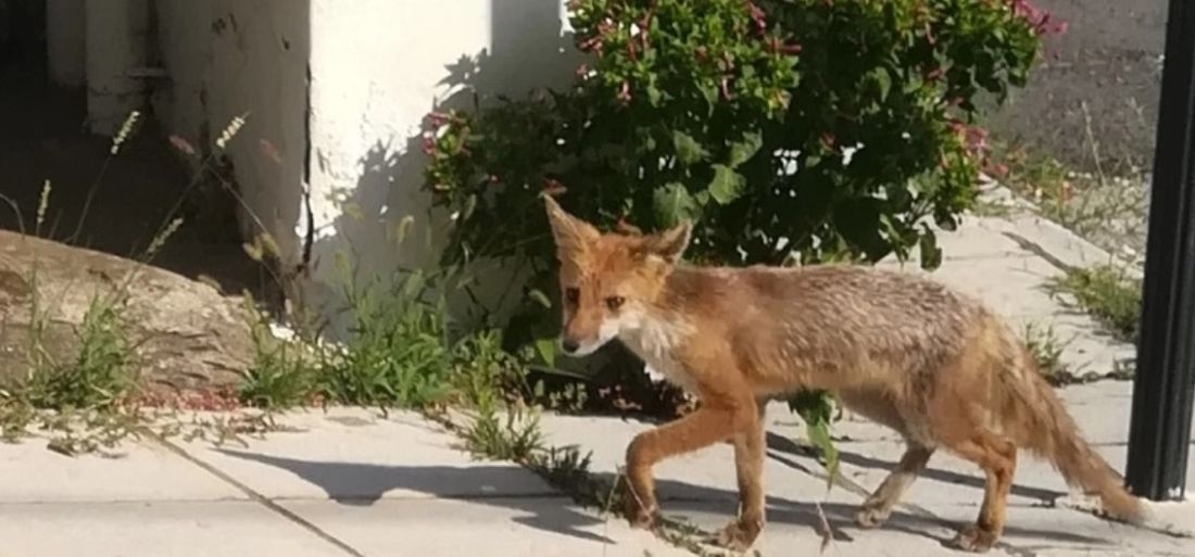 Αλεπού κάνει βόλτες στους άδειους δρόμους του Πολύγυρου Χαλκιδικής