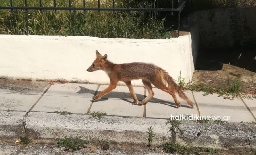 Αλεπού κάνει βόλτες στους άδειους δρόμους του Πολύγυρου Χαλκιδικής