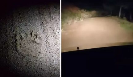 Εμφανίστηκε και πάλι η αρκούδα στη Χαλκιδική – Κυκλοφορεί στον Ταξιάρχη (ΒΙΝΤΕΟ)