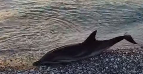 Λάρισα: Δελφίνι ξεβράστηκε νεκρό στην παραλία Βελίκας (ΒΙΝΤΕΟ)