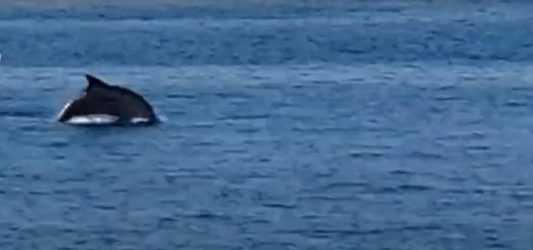 Ομορφο θέαμα στη Θεσσαλονίκη: Δελφίνια συνόδευσαν το καραβάκι “Κωνσταντής” (ΒΙΝΤΕΟ)