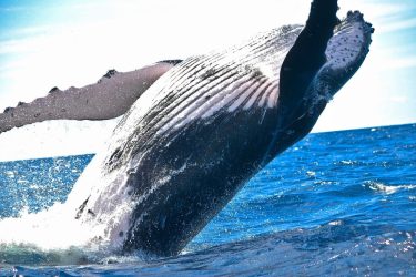 Φάλαινα ηλικίας 39 εκατομμυρίων ετών είναι το βαρύτερο ζώο που έχει καταγραφεί