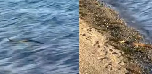 Αναστάτωση προκλήθηκε στην Εύβοια με φίδι που κολυμπάει σε θάλασσα (ΒΙΝΤΕΟ)