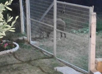 Νέα επιδρομή αγριογούρουνων σε οικισμό της Λάρισας – Περπατούσαν ανενόχλητα