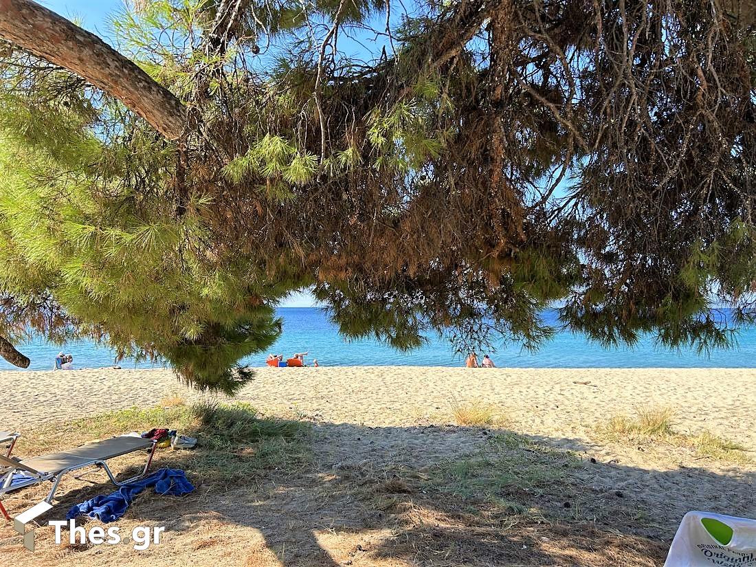 Παραλία Λαγόμανδρα Σιθωνία Χαλκιδική καλοκαίρι διακοπές Lagomandra Beach Chalkidiki Sithonia