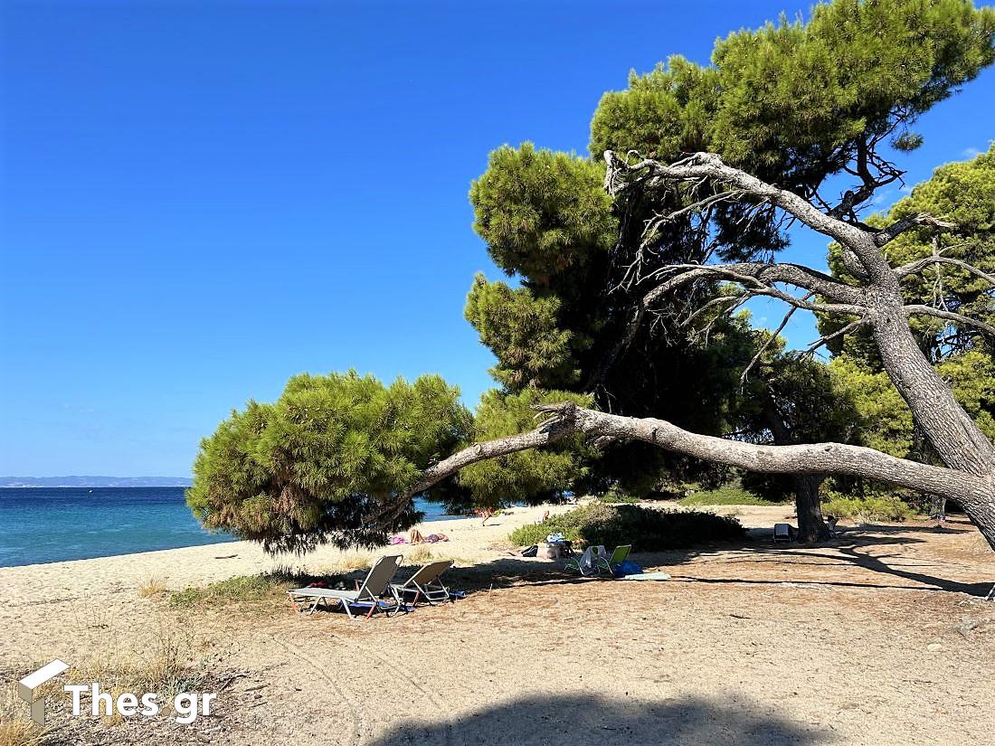 Παραλία Λαγόμανδρα Σιθωνία Χαλκιδική καλοκαίρι διακοπές Lagomandra Beach Chalkidiki Sithonia