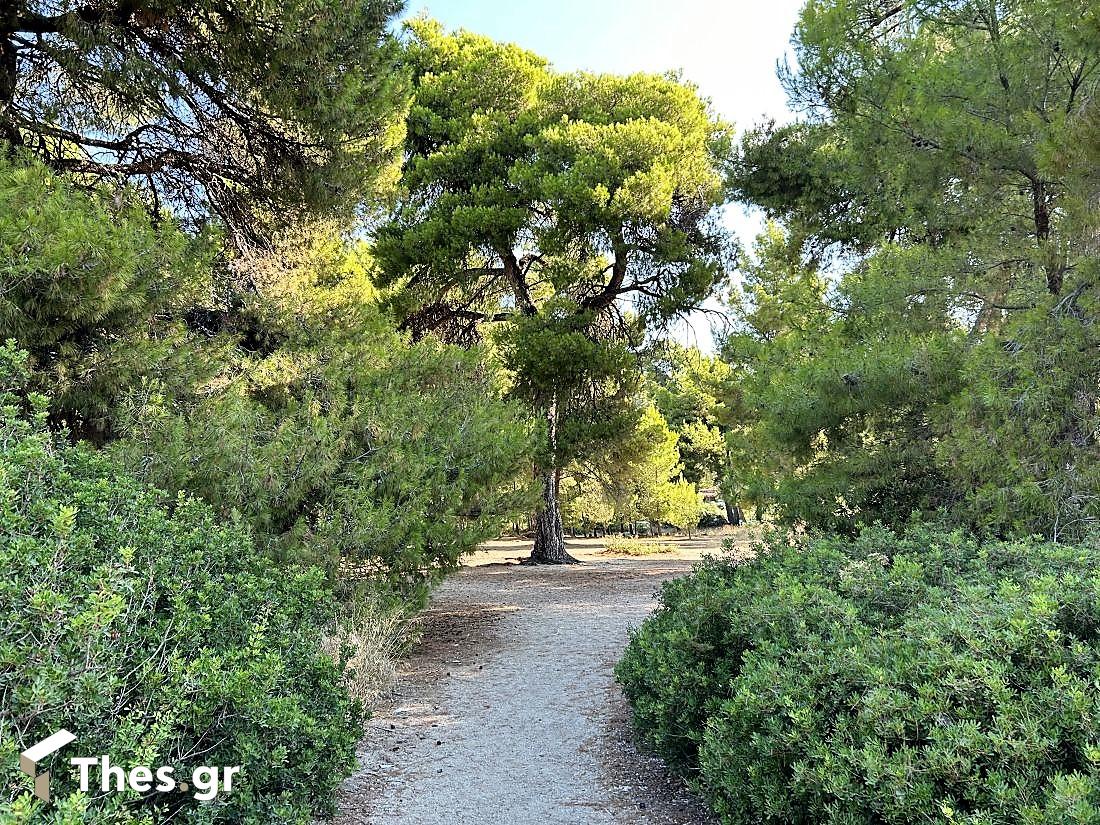 Παραλία Λαγόμανδρα Σιθωνία Χαλκιδική καλοκαίρι διακοπές Lagomandra Beach Chalkidiki Sithonia