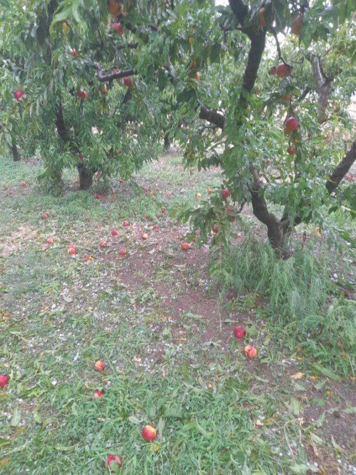 Σέρρες χαλάζι καταστροφές καλλιέργειες