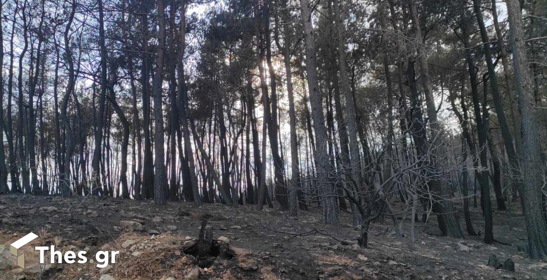 Εβρος Δαδιά δάσος καμένα καταστροφή