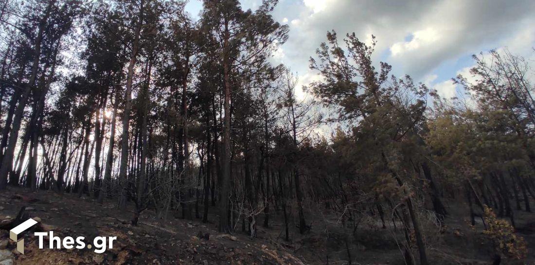 Εβρος Δαδιά δάσος καμένα καταστροφή