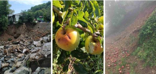Σε απόγνωση οι παραγωγοί μήλων στη Ζαγορά – Στον “αέρα” η συγκομιδή