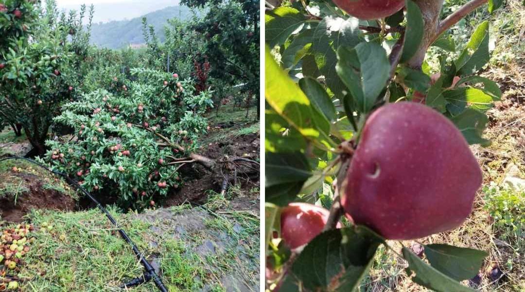 μήλα Ζαγοράς