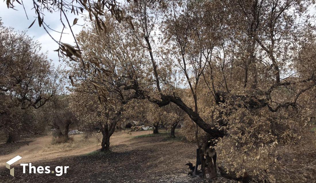 Εβρος καμένες ελιές