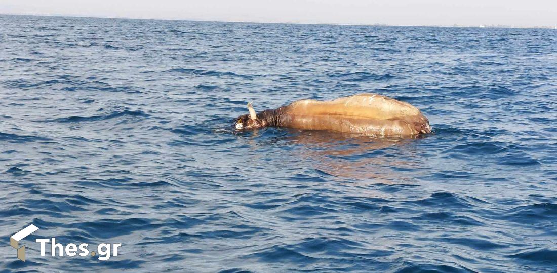 νεκρή αγελάδα Θερμαϊκός