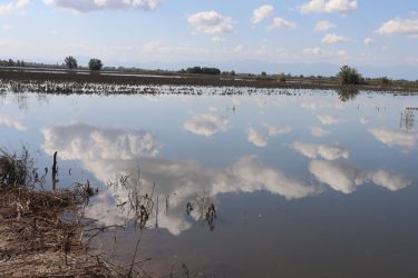 Θεσσαλία: 44 νέα κρούσματα λεπτοσπείρωσης μέχρι σήμερα