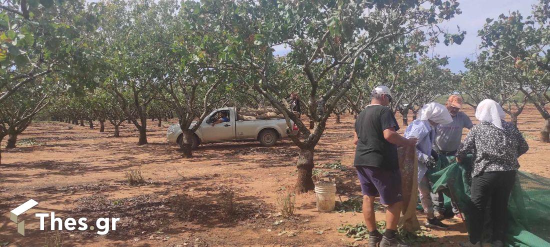 κελυφωτό φιστίκι Χαλκιδικής 