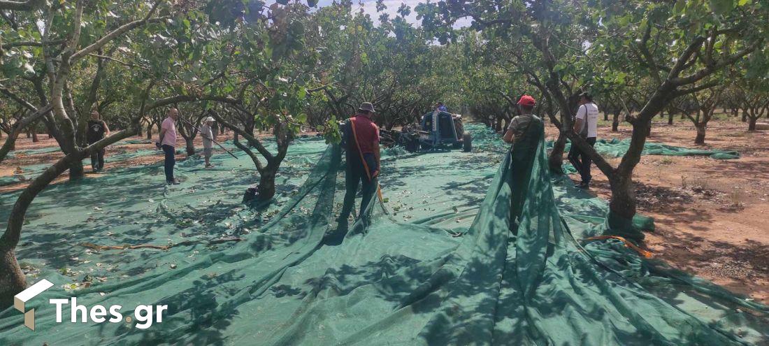 κελυφωτό φιστίκι Χαλκιδικής Χαλκιδική αγροτικά