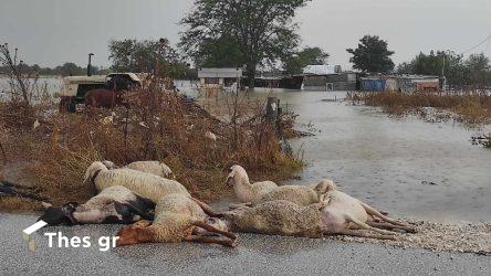 Κακοκαιρία Daniel: Περίπου 97.000 τα νεκρά ζώα που έχουν δηλωθεί στη Θεσσαλία