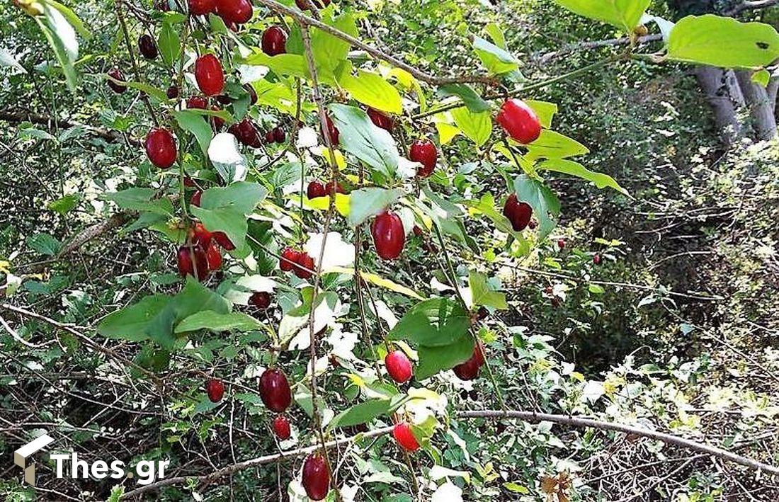 Κρανιά δέντρο Κράνα Super Foods cornel berries φρούτα καλάθι