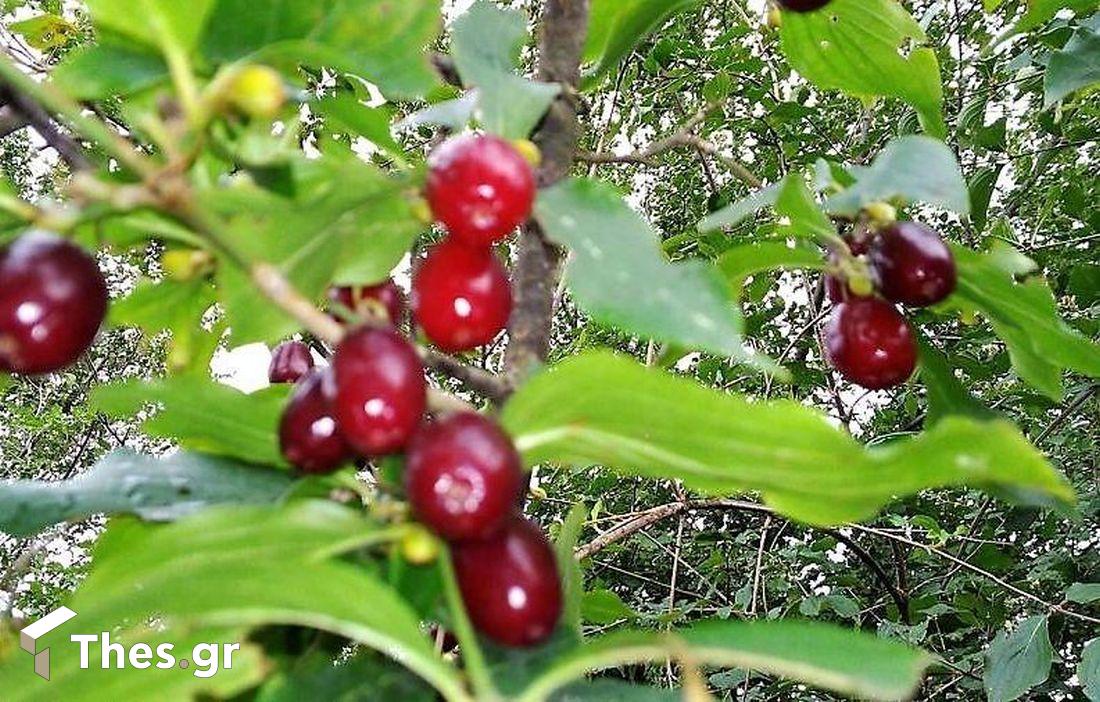 Κρανιά δέντρο Κράνα Super Foods cornel berries φρούτα καλάθι