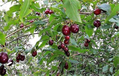 Κρανιά δέντρο Κράνα Super Foods cornel berries φρούτα καλάθι