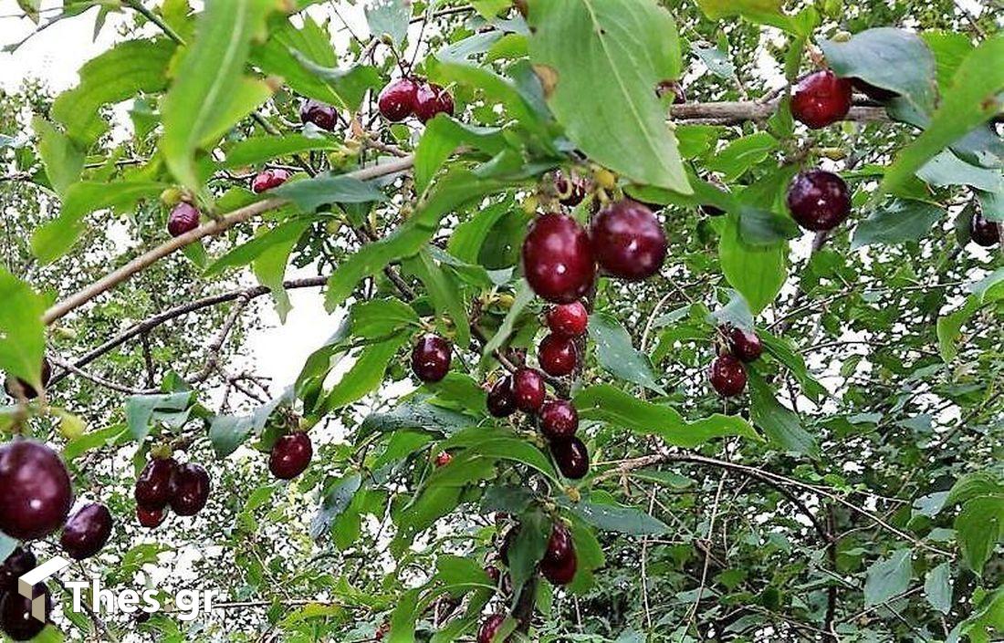 Κρανιά δέντρο Κράνα Super Foods cornel berries φρούτα καλάθι
