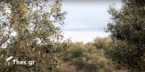 Ανησυχία και για τη φετινή σοδειά των ελαιόδεντρων – Ασχημα μαντάτα από Ισπανία