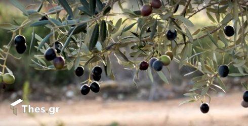 Αύξηση ρεκόρ στις τιμές του ελαιόλαδου – Τι συμβαίνει με την ελληνική παραγωγή