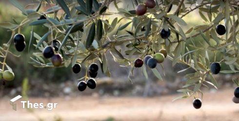 Μεταγγίτσι ελαιώνες ελιά Χαλκιδική