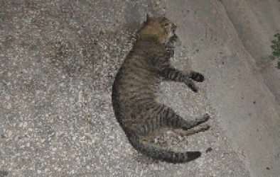 Κτηνωδία στον Πολύγυρο: Εριξαν φόλες και σκότωσαν δύο αδέσποτες γάτες (σκληρές εικόνες)