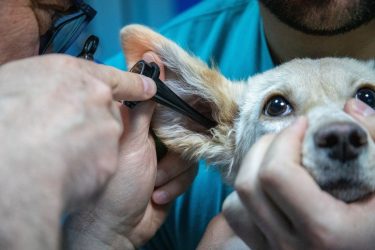 Αυτές είναι οι εξετάσεις που πρέπει να κάνει ο σκύλος σας το φθινόπωρο