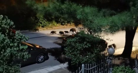 Κοπάδι με αγριογούρουνα έκανε την βόλτα του στην ανατολική Θεσσαλονίκη (ΒΙΝΤΕΟ)
