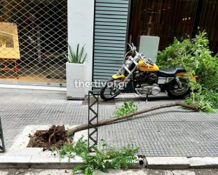 Σκηνές απείρου κάλλους στη Θεσσαλονίκη – Μέθυσε, φώναζε και ξερίζωσε δέντρο (ΦΩΤΟ)