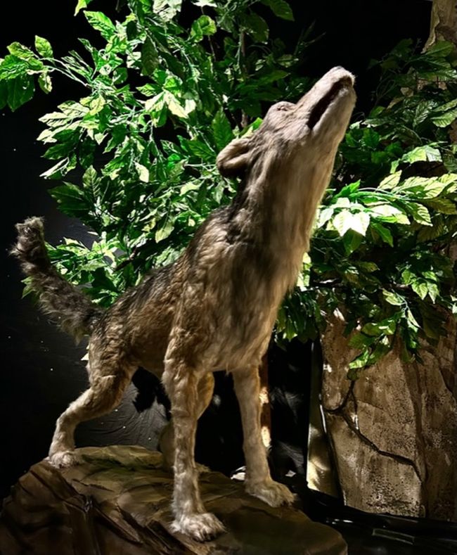 NOESIS ECO ZOO Θεματικό Πάρκο Θεσσαλονίκη Κέντρο Διάδοσης Επιστημών και Μουσείο Τεχνολογίας NOESIS στη Θεσσαλονίκη από τις 17 Οκτωβρίου του 2023 ως τις 4 Φεβρουαρίου του 2024