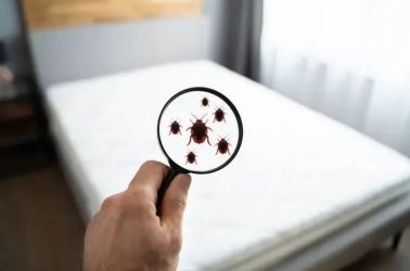 Ανησυχία για τους κοριούς στην Ελλάδα – Μεταφέρονται με τους τουρίστες
