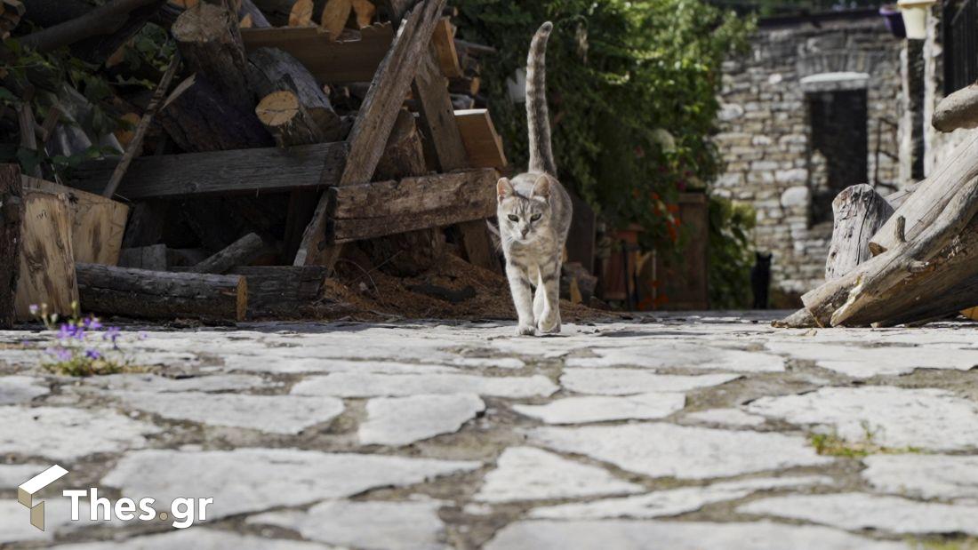 Νησάκι Ιωαννίνων Νησί Ιωάννινα Ηπειρος εκδρομές ταξίδια λίμνη Παμβώτιδα διακοπές