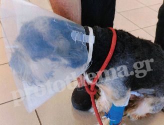 Απίστευτο: Χώρισαν και αυτός έριξε φόλα στον σκύλο της (ΦΩΤΟ)