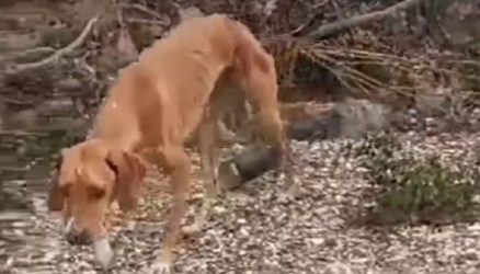 Χαλκιδική: Σε τι κατάσταση βρίσκεται η σκυλίτσα που της έδεσαν τενεκεδάκι στην κοιλιά